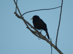 Amblycercus holosericeus