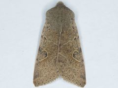 Orthosia behrensiana