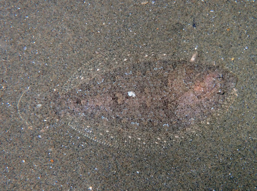 Thor's scaldfish (Arnoglossus thori) — Bothidae — 2