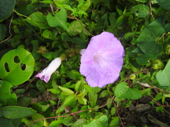 Ipomoea crinicalyx