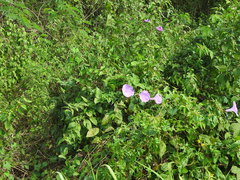 Ipomoea crinicalyx