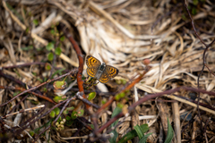 Lycaena boldenarum