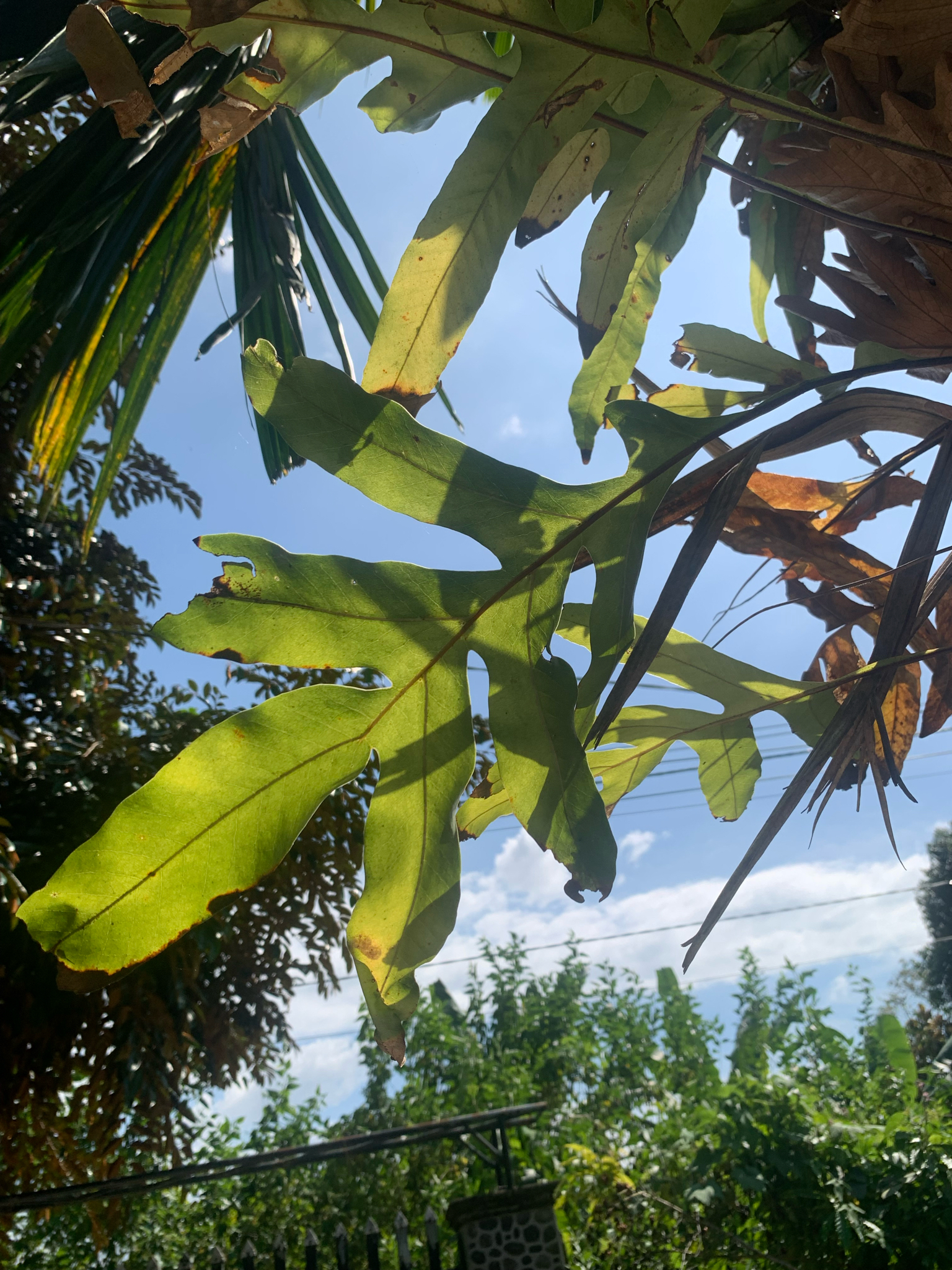 Drynaria quercifolia — ảnh 3