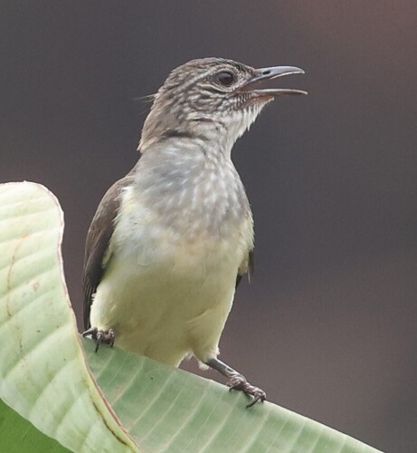 Swamp Greenbul