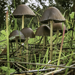 Psathyrella atrospora