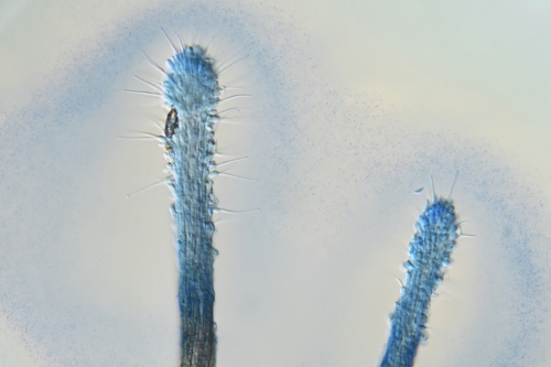 Ophiocordyceps sp. (Hirsutelloid)