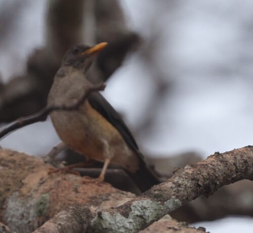 African Thrush