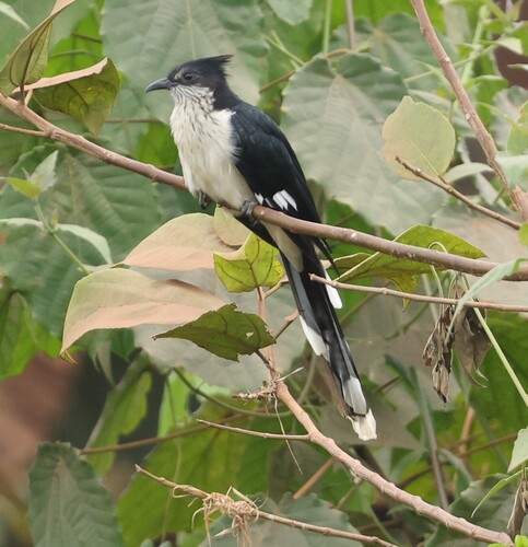 Levaillant's Cuckoo