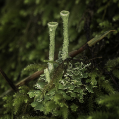 Cladonia asahinae