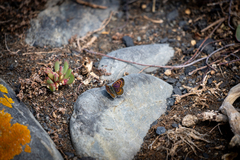Lycaena boldenarum