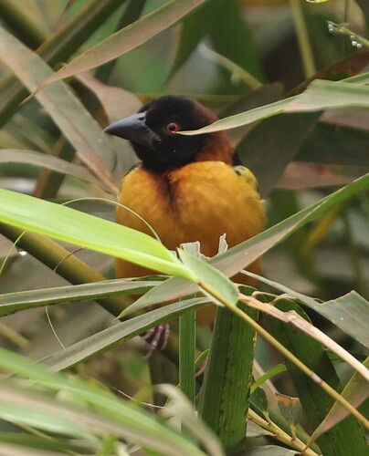 Village Weaver