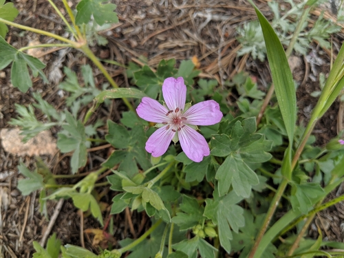 pinewoods geranium (Geranium caespitosum)