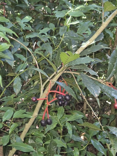 Sorocea bonplandii