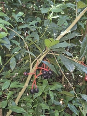 Sorocea bonplandii