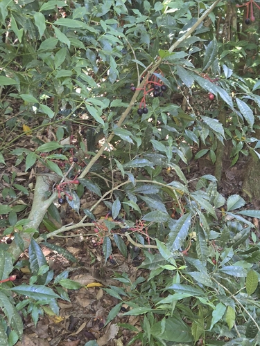 Sorocea bonplandii, photograph 2