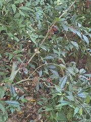 author not stated, no rights reserved Sorocea bonplandii, photograph author not stated, no rights reserved