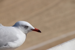 Chroicocephalus novaehollandiae