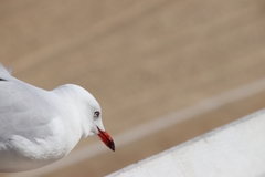 Chroicocephalus novaehollandiae
