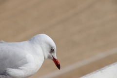 Chroicocephalus novaehollandiae