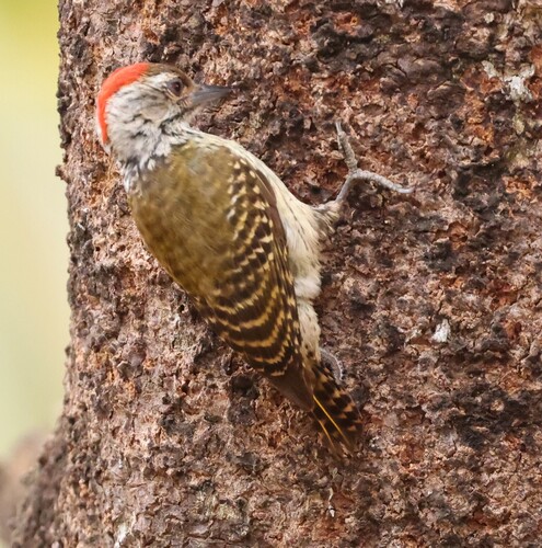 Cardinal Woodpecker