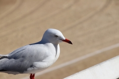 Chroicocephalus novaehollandiae