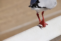Chroicocephalus novaehollandiae