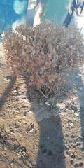 Acourtia nana