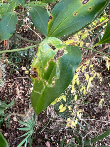Unknown species found near Museum Rd, Gainesville, FL, US
