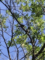 Myiopsitta monachus