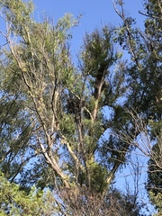 Myiopsitta monachus