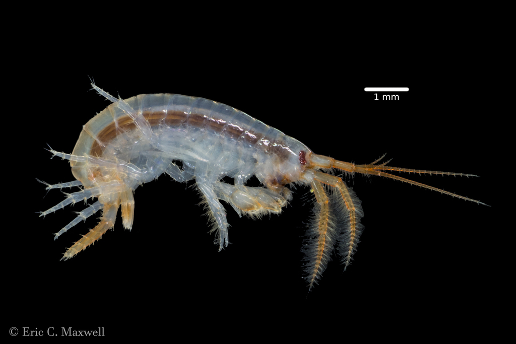 Echinogammarus ischnus