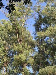 Myiopsitta monachus
