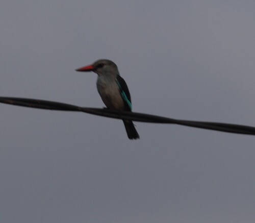 Woodland Kingfisher