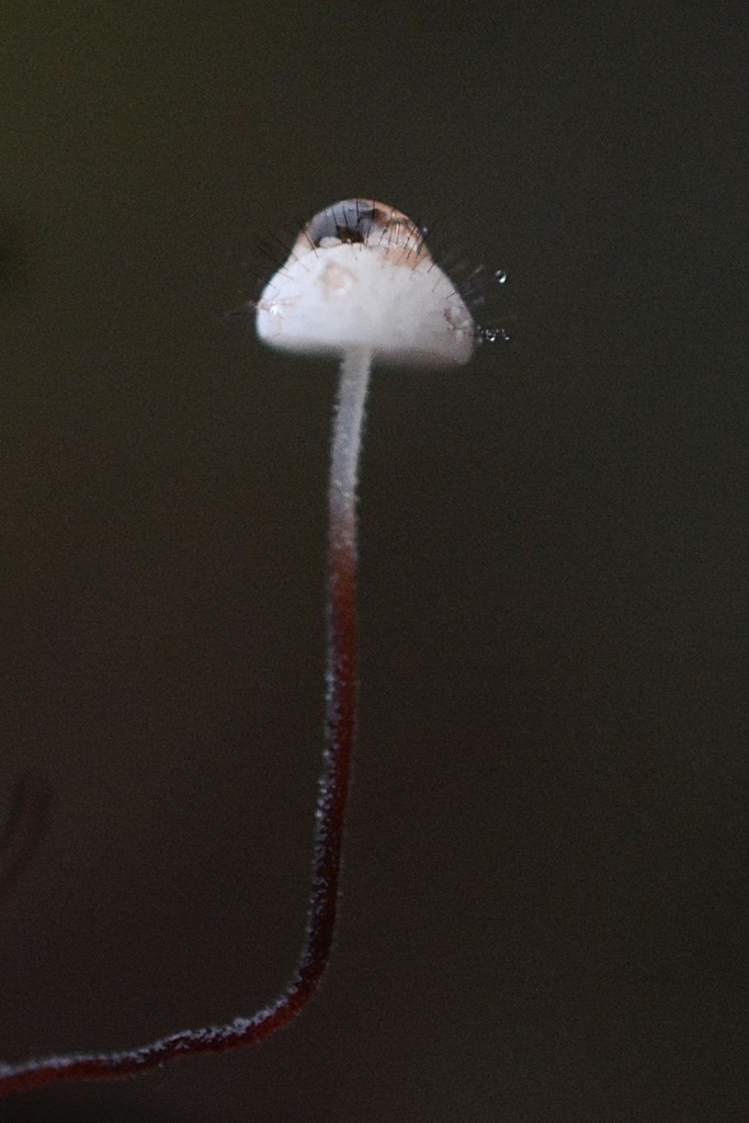 Marasmius hudsonii · December 2025 · photo: © cryptomarasmius (iNaturalist, cc-by)