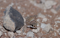 Pachydactylus punctatus
