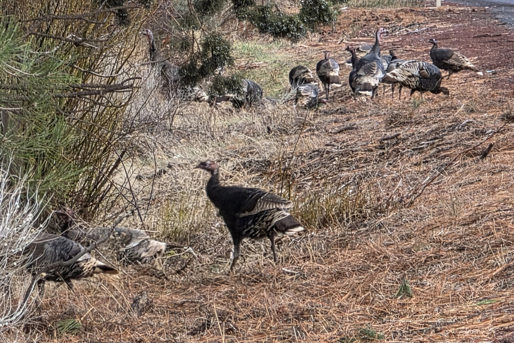 Springfield Oregon Turkeys Wild Turkey from Sisters, OR 97759, USA on December 20, 2025 at 03:34 ...