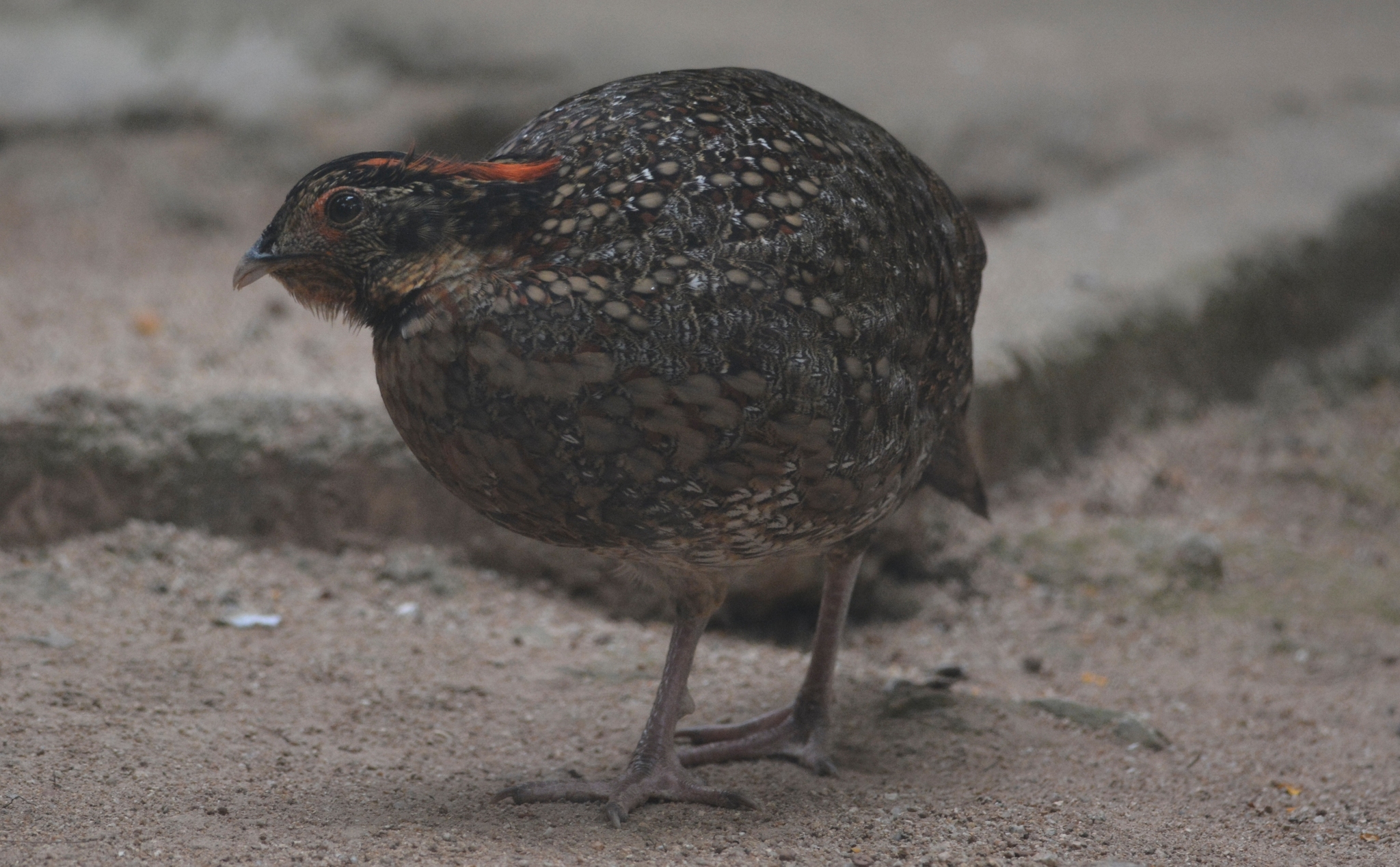 Temminck's Tragopan (Tragopan temminckii), photo 3