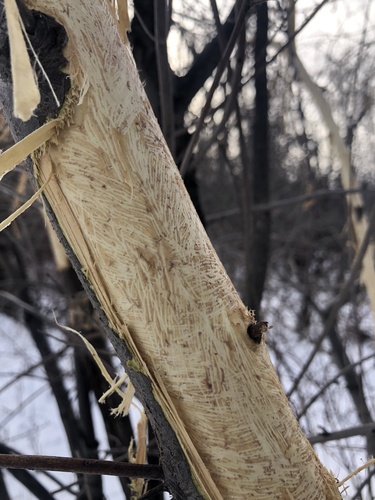 North American Porcupine