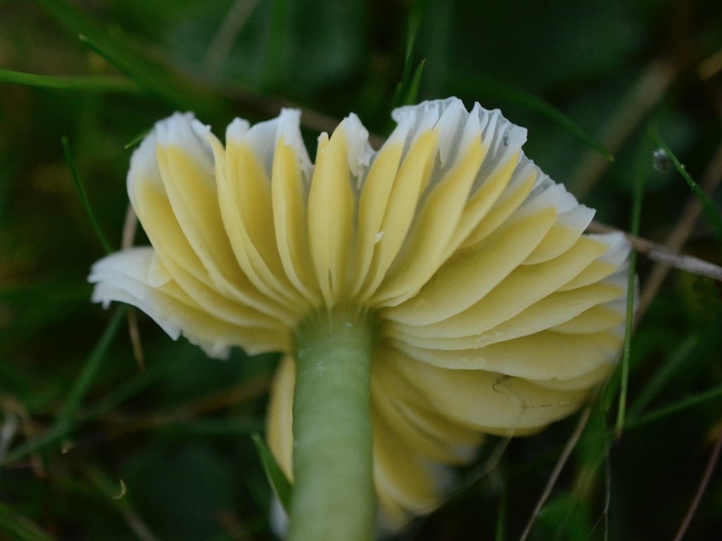Gliophorus psittacinus · December 2025 · photo: © cryptomarasmius (iNaturalist, cc-by)