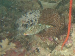 Canthigaster papua