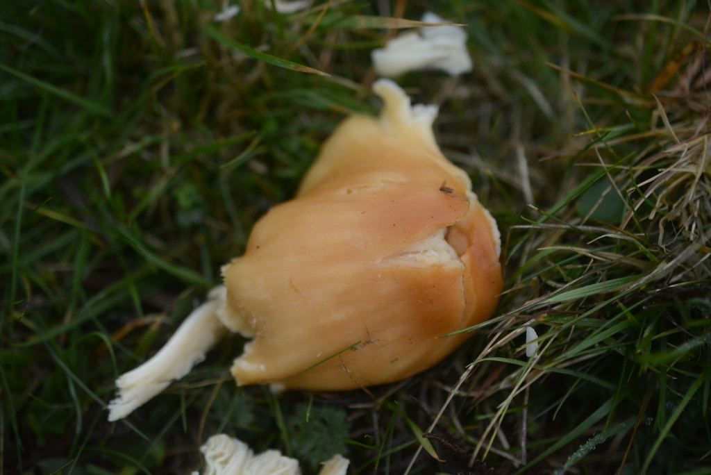 Cuphophyllus pratensis · December 2025 · photo: © cryptomarasmius (iNaturalist, cc-by)