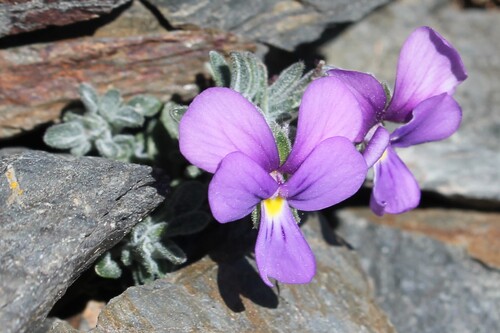 Diverse-leaved Violet (Viola diversifolia)