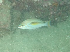 Scolopsis monogramma