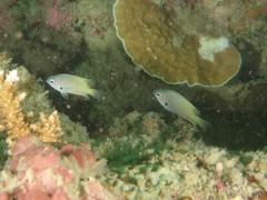 Pomacentrus nigromanus