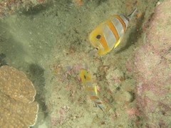 Chelmon rostratus