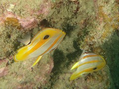 Chelmon rostratus