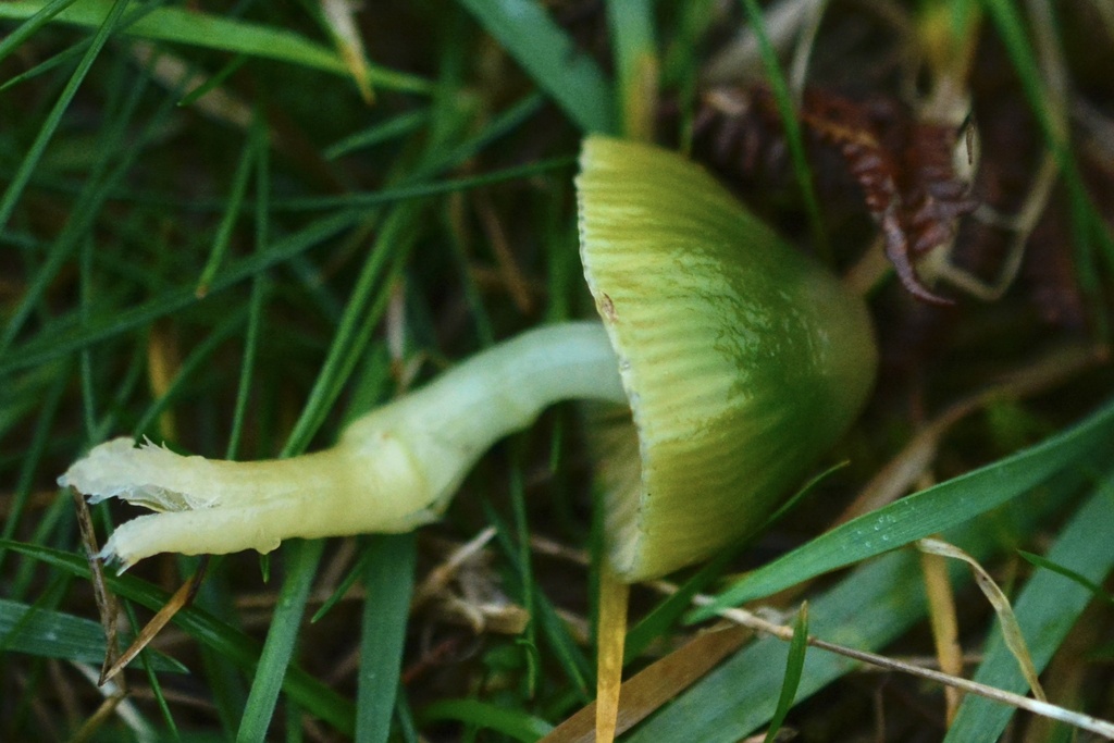 Gliophorus psittacinus · December 2025 · photo: © cryptomarasmius (iNaturalist, cc-by)