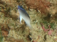 Chrysiptera rollandi