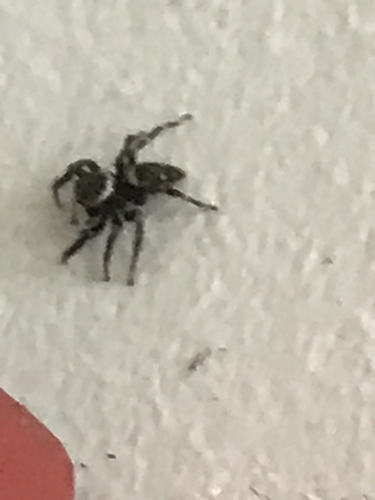 Hasarius adansoni