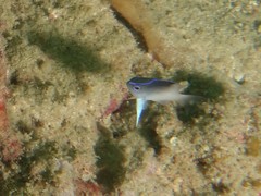 Chrysiptera rollandi